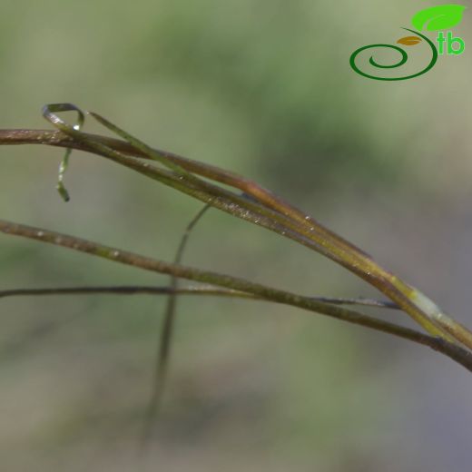 Ruppiaceae- Ördekotugiller