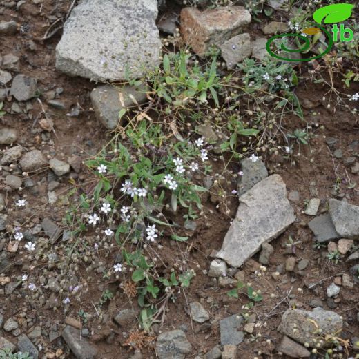 Gypsophila elegans