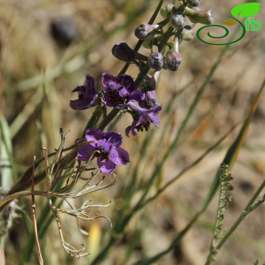 Delphinium vanense