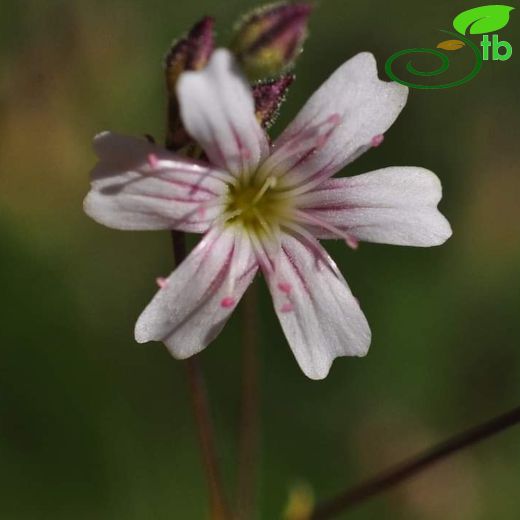 Gypsophila curvifolia