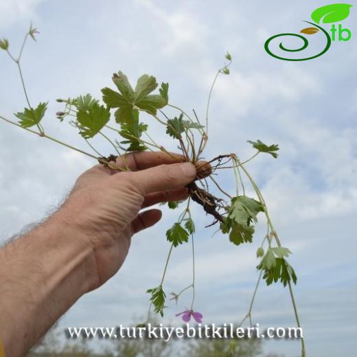 Geranium asphodeloides