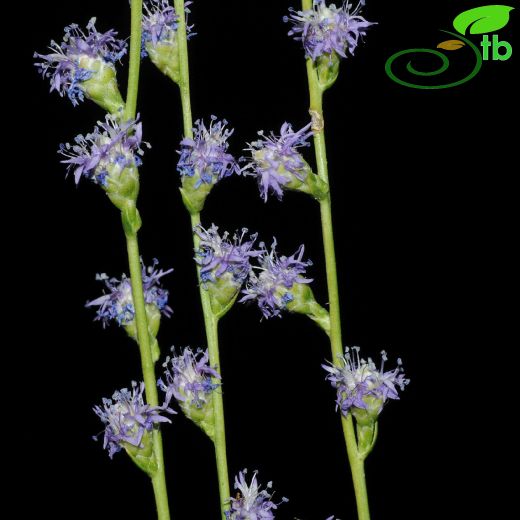Globularia elmasii