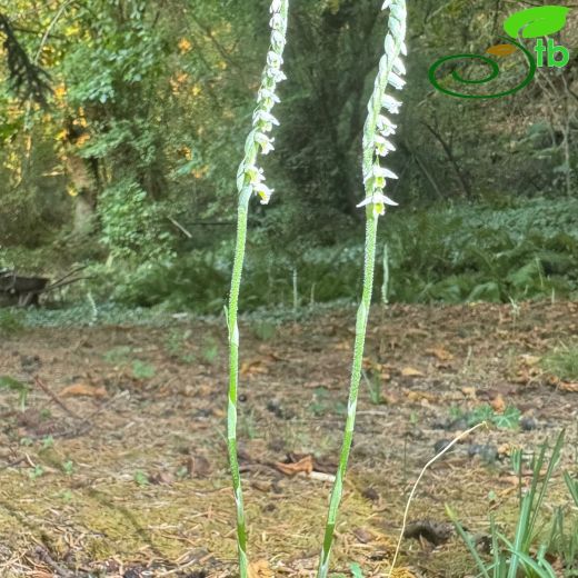 Spiranthes-İncisalebi