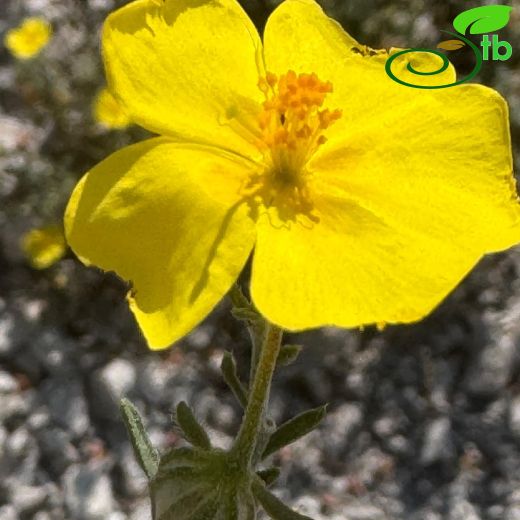 Fumana-Kırgüneşotu