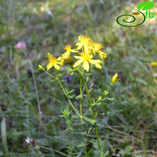 Hypericum perforatum