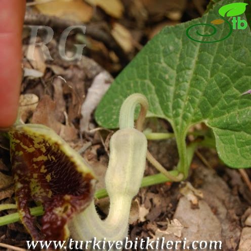 Aristolochia stenosiphon