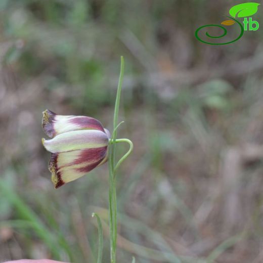 Fritillaria acmopetala