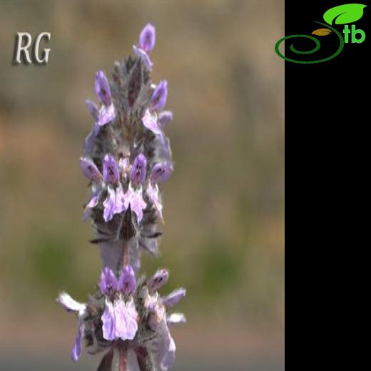 Stachys balansae