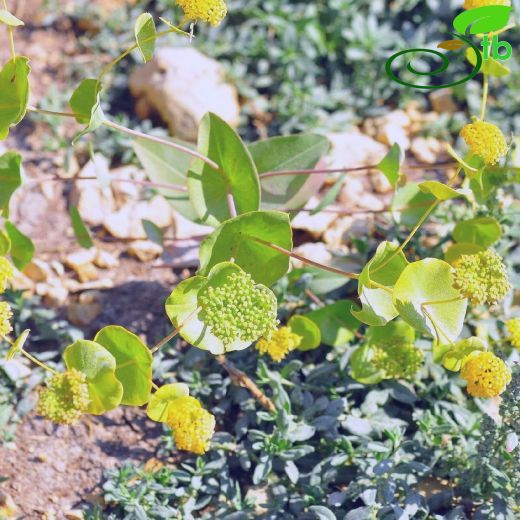Bupleurum rotundifolium