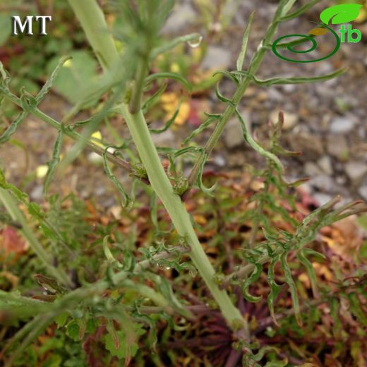 Sisymbrium altissimum