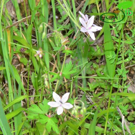 Geraniaceae-Turnagagasıgiller