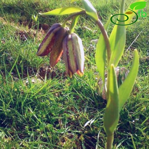 Fritillaria amana