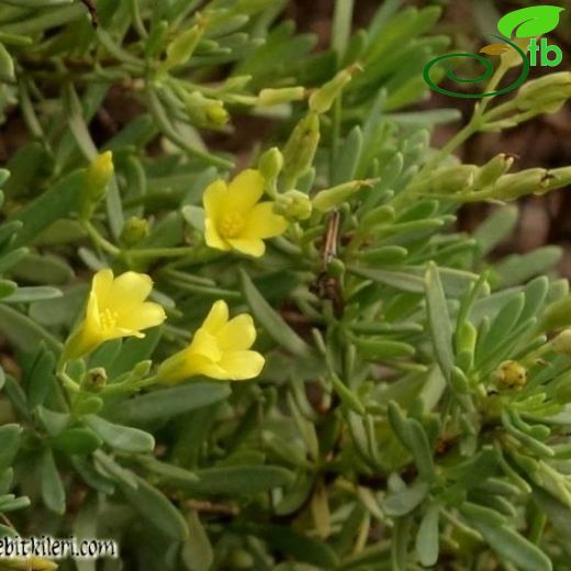 Hypericum russeggeri