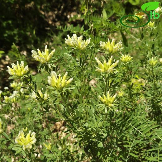 Cytisus albus