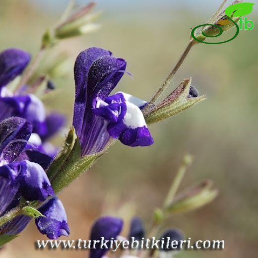 Salvia albimaculata