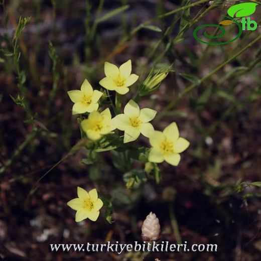 Centaurium maritimum