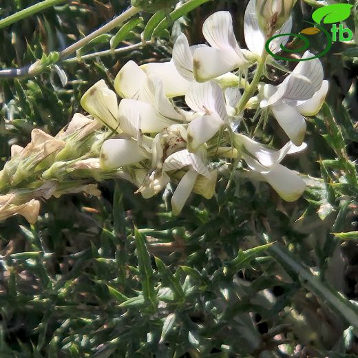 Onobrychis alba