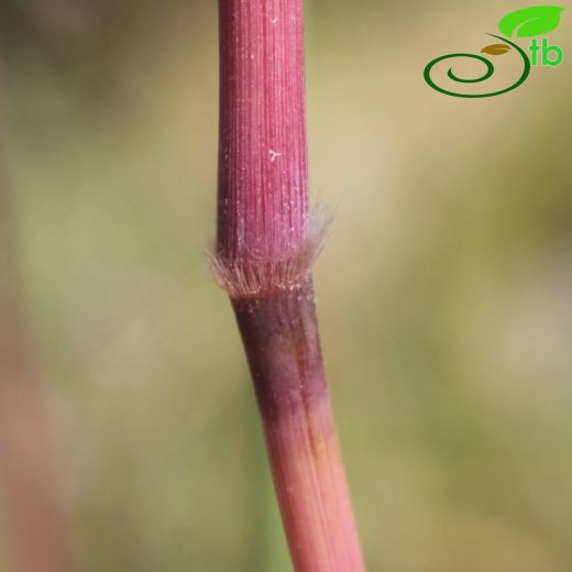 Tripidium strictum
