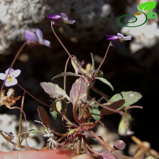 Viola modesta