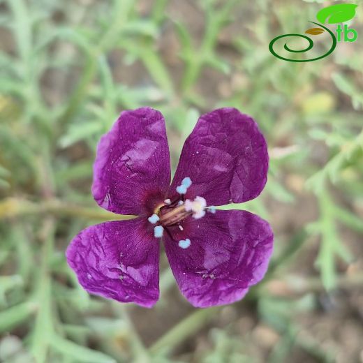Roemeria-Cin haşhaşı