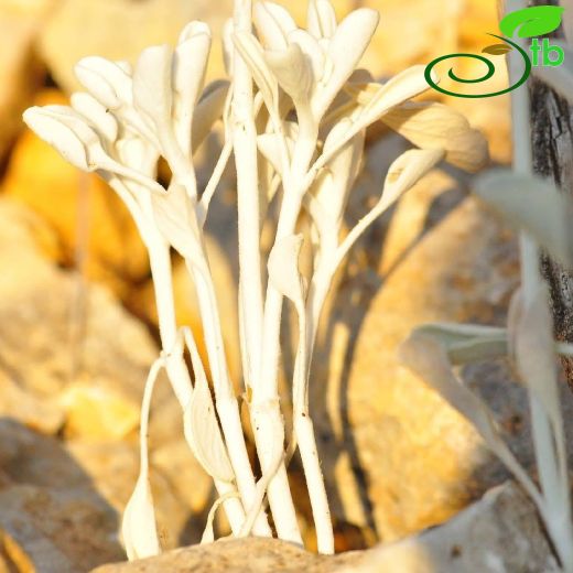 Sideritis hololeuca