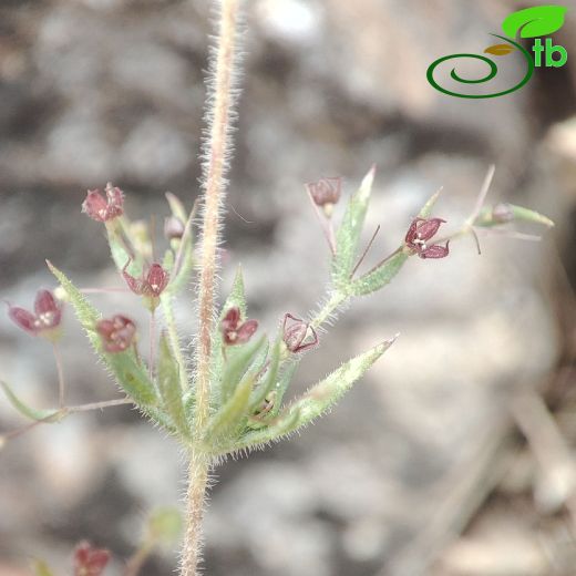 Galium-Yapışkanotu