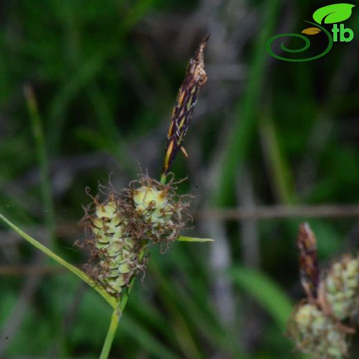 Carex tomentosa