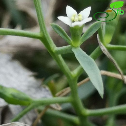 Santalaceae-Güvelekgiller