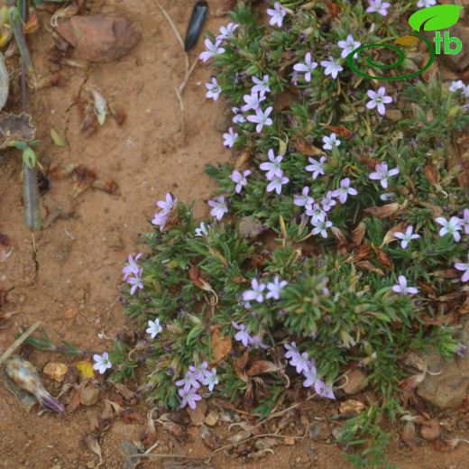 Bolanthus frankenioides