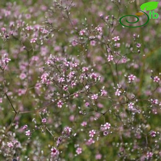 Gypsophila aucheri