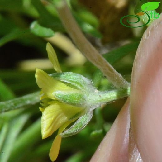 Ranunculaceae-Düğünçiçeğigiller