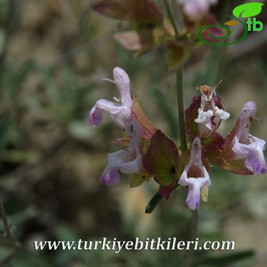 Salvia aytachii