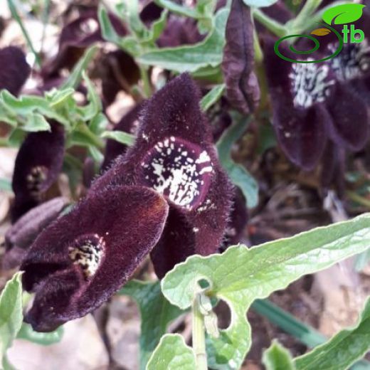 Aristolochia lycica