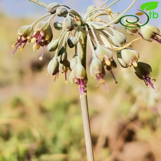 Allium saricanense