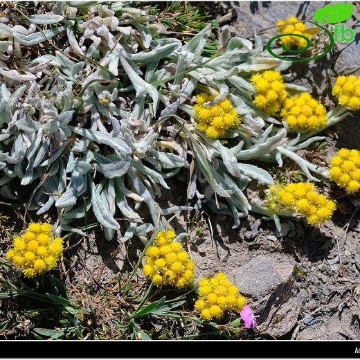 Asteraceae-Papatyagiller