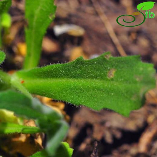 Arabis aucheri