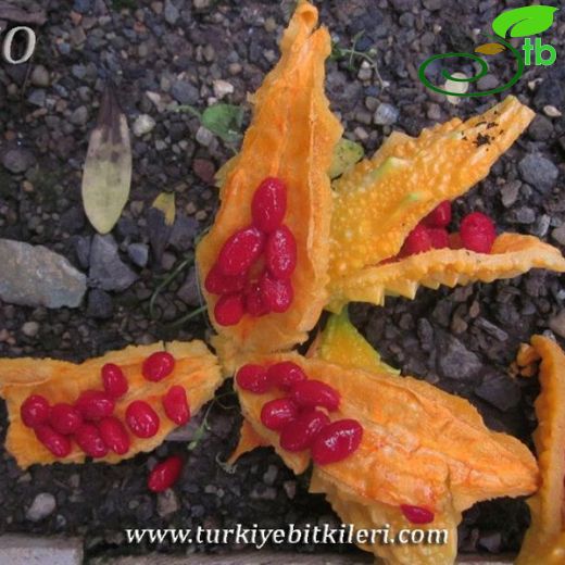 Momordica-Kudretnarı