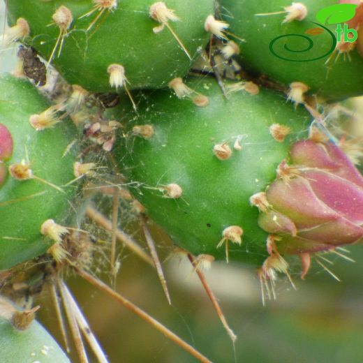 Opuntia elatior