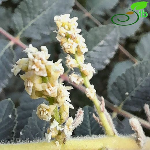Anacardiaceae-Menengiçgiller