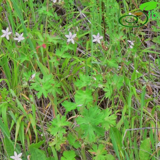 Geraniaceae-Turnagagasıgiller