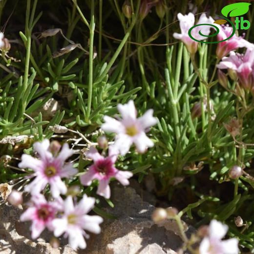 Gypsophila briquetiana