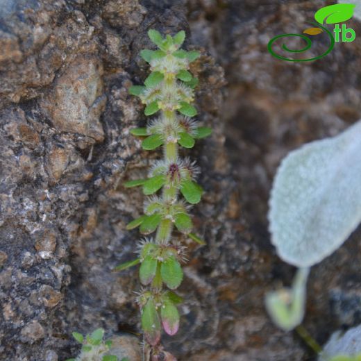 Valantia hispida