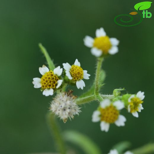 Asteraceae-Papatyagiller