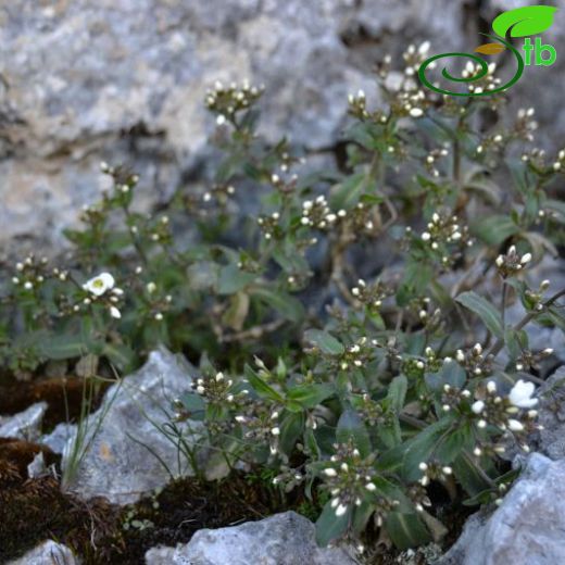 Arabis ionocalyx