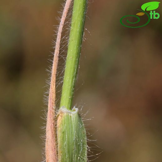 Gaudinia- Başaklı yulaf