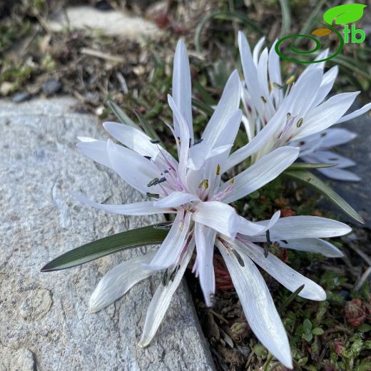 Colchicum atticum