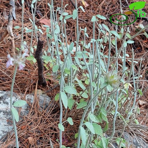 Stachys-Deliçay