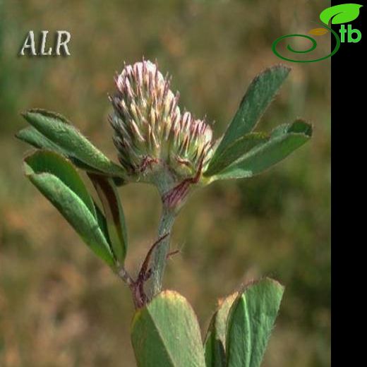 Trifolium bocconei