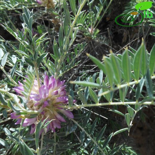 Astragalus longifolius