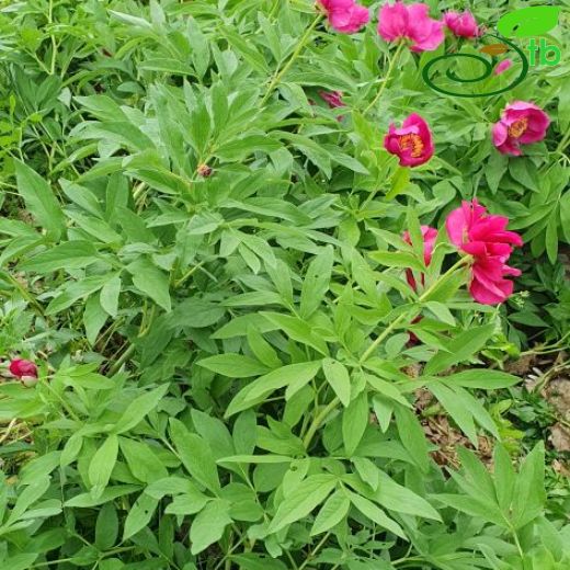 Paeoniaceae-Ayıgülügiller